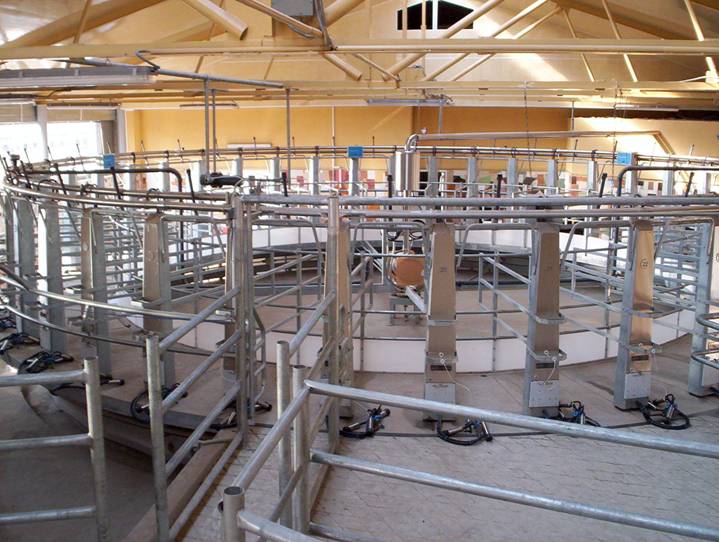 Pubblica:FOTO&VIDEO:SALE bovini e bufale:GIOSTRE:giostra UCRAINA:Giostra finita MARZO:100_7276.jpg